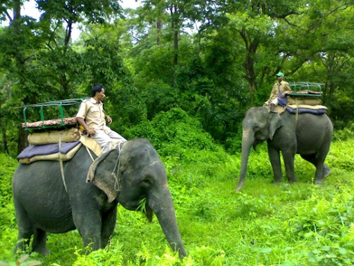 photo of Jaldapara National Park